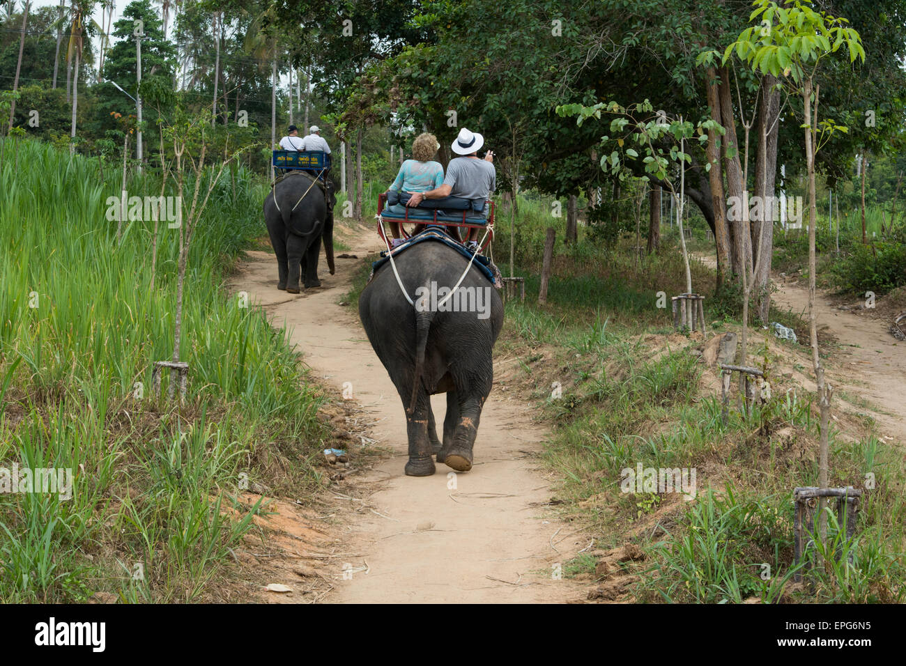 Thailand, Insel Koh Samui, Ko Samui. Typischer Tourist Elefantenritt im Dschungel. Stockfoto