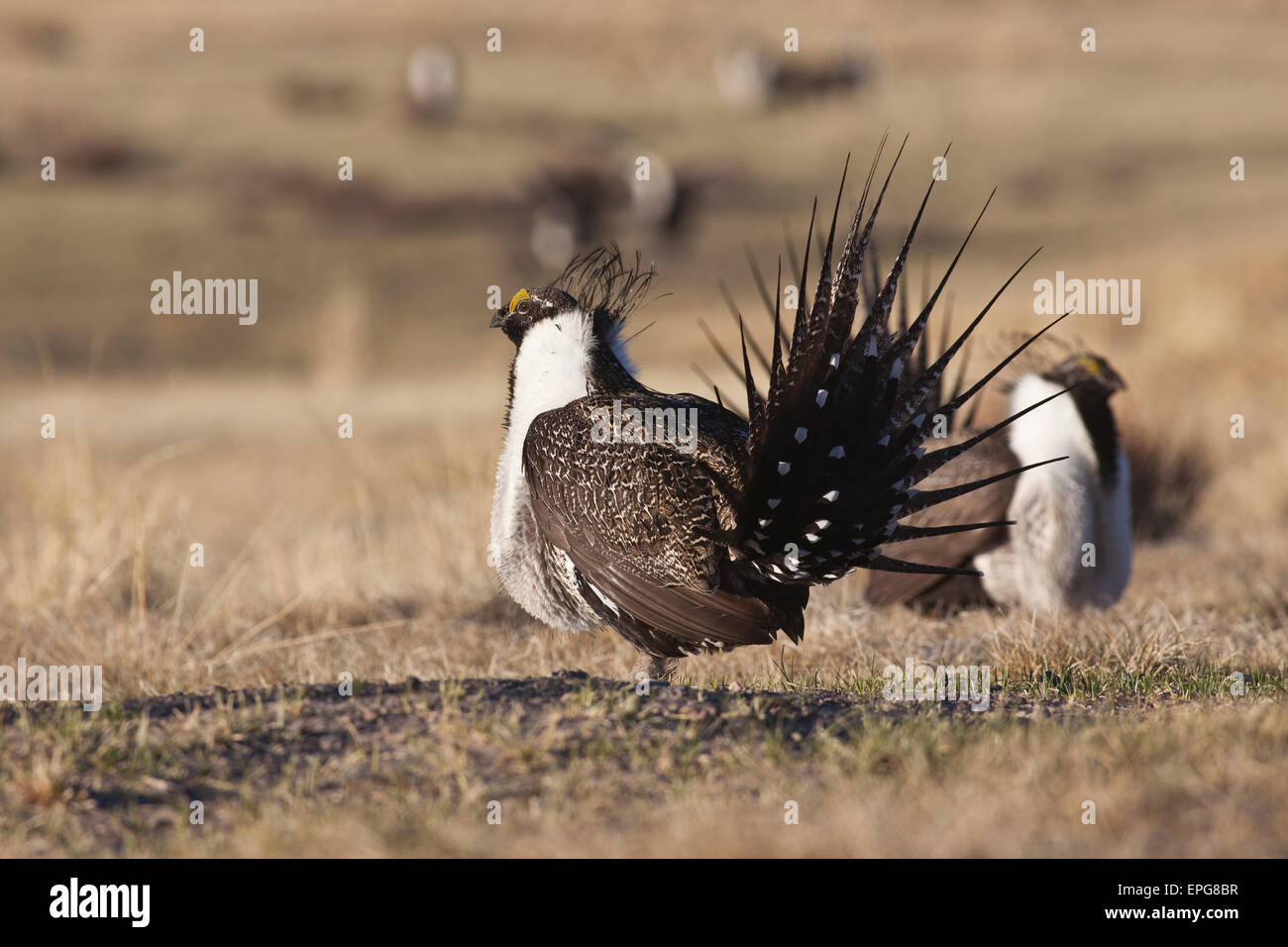 Eine größere Bi-State Sage Grouse männliche Streben um eine Verknüpfung zu einem Lek in der Nähe von Bridgeport, Kalifornien zu gewinnen. Stockfoto