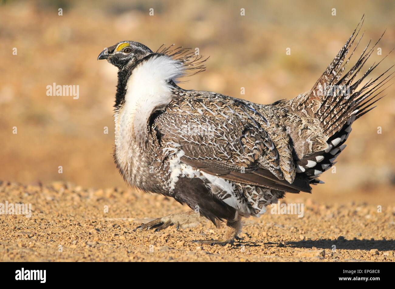 Eine größere Bi-State Sage Grouse männliche Streben um eine Verknüpfung zu einem Lek in der Nähe von Bridgeport, Kalifornien zu gewinnen. Stockfoto
