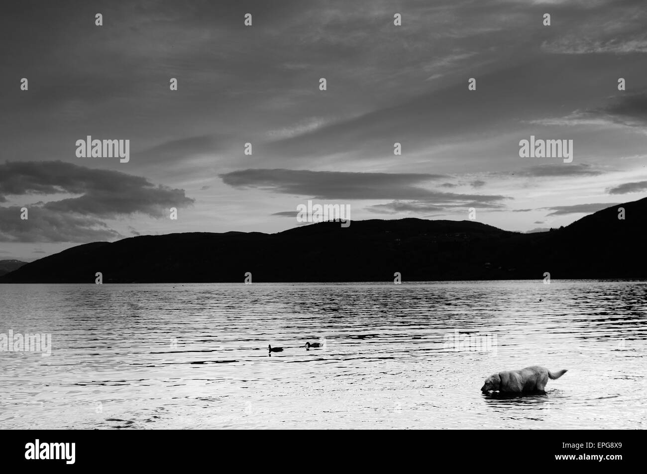 Loch Ness bei Sonnenuntergang mit Hund und Enten. Stockfoto