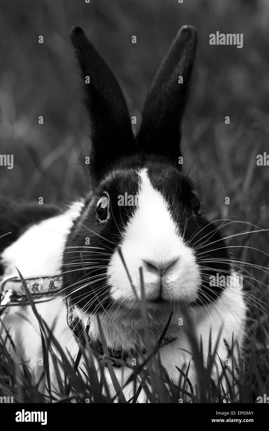 Schwarz / weiß Bild eines niederländischen Hasen Stockfoto