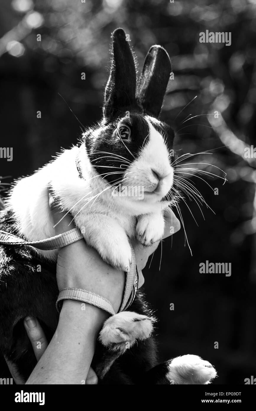 Schwarz / weiß Bild eines niederländischen Hasen Stockfoto