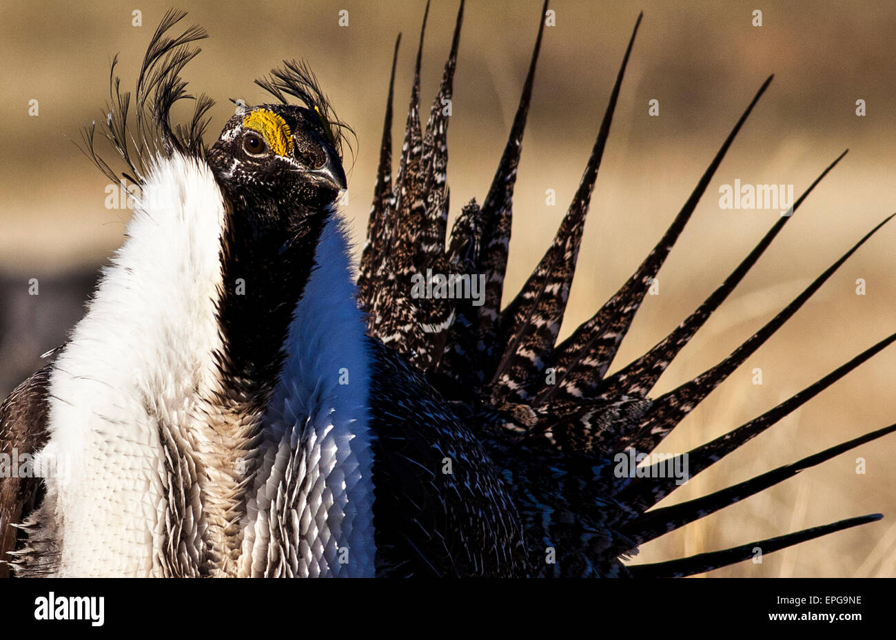 Eine größere Bi-State Sage Grouse männliche Streben um eine Verknüpfung zu einem Lek in der Nähe von Bridgeport, Kalifornien zu gewinnen. Stockfoto