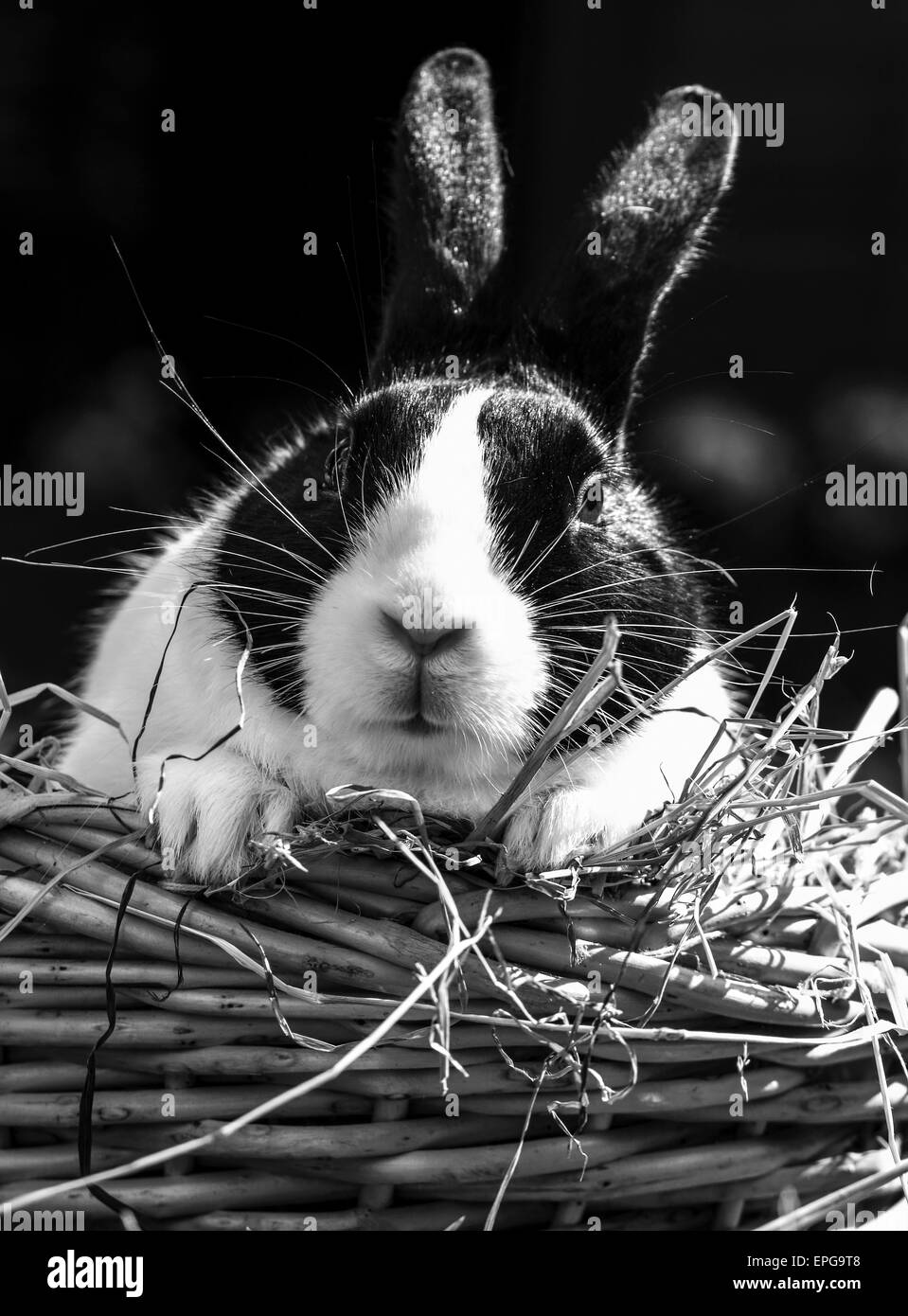 Schwarz / weiß Bild eines niederländischen Hasen Stockfoto