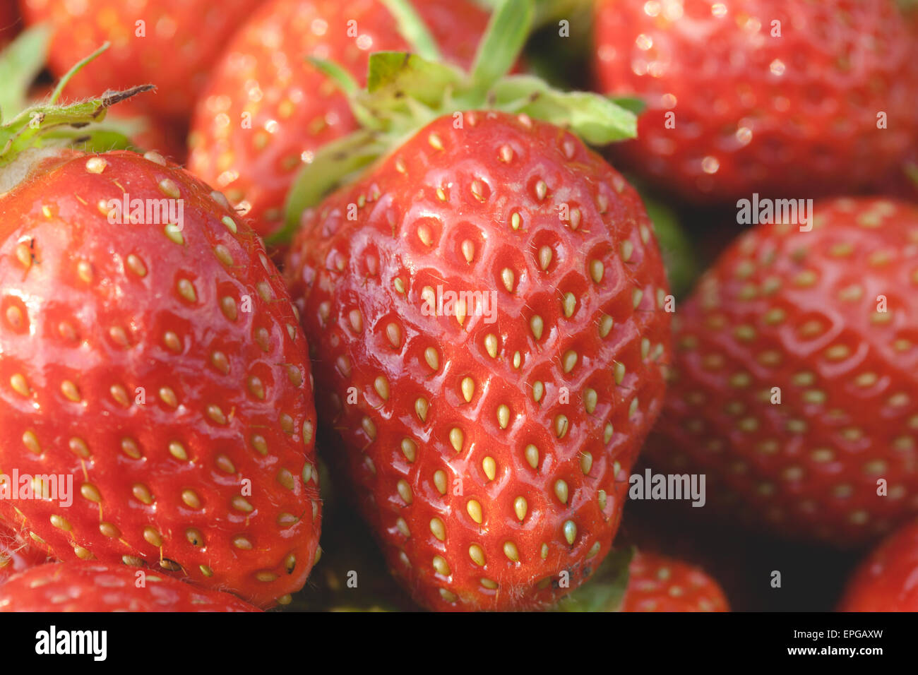 Garten Erdbeeren Nahaufnahme Stockfotografie Alamy