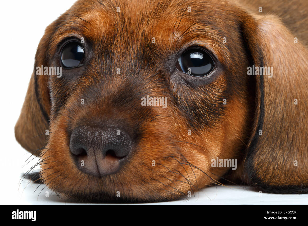 Close-up Dackel Welpen Stockfoto