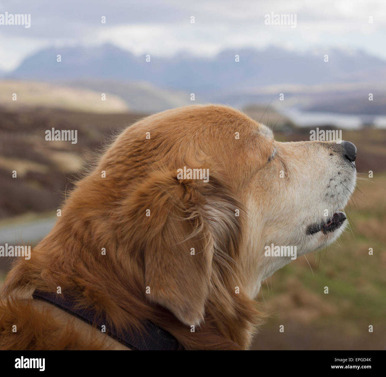 Nahaufnahme von einem Hunde-Kopf heraus in der Landschaft mit Bergen im Hintergrund. Stockfoto