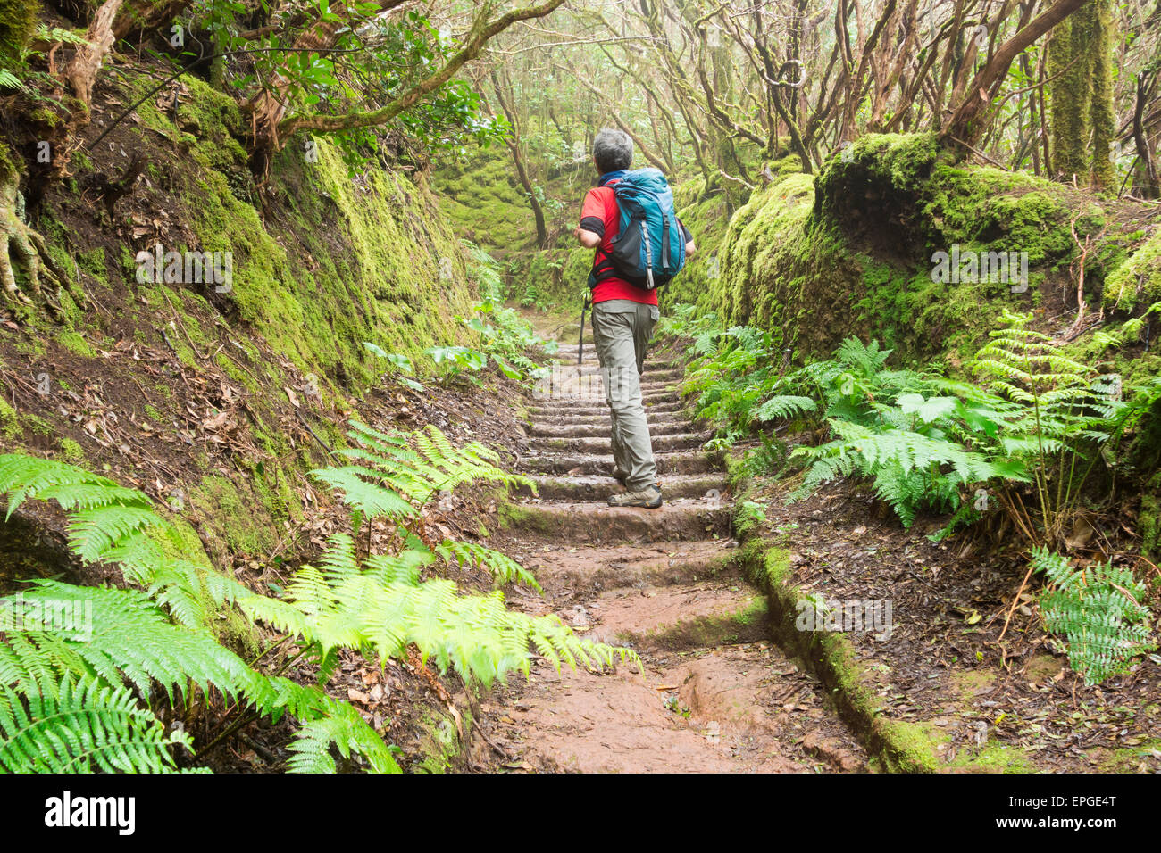 Männliche Wanderer auf Wanderweg im Laurissilva-Wald im Anaga Landschaftsparks auf Teneriffa, Kanarische Inseln. Stockfoto