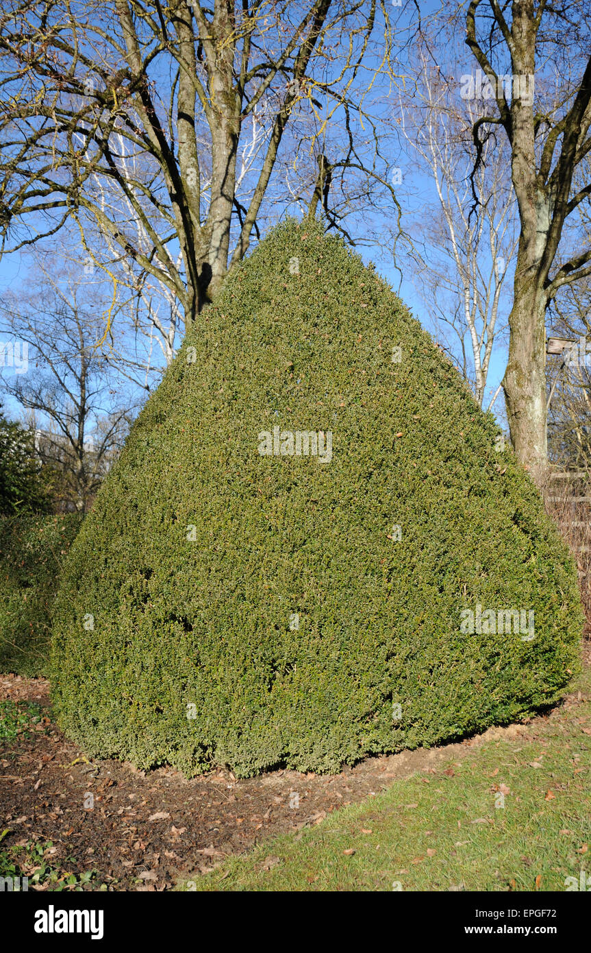 Feld Baum Hecke Stockfoto