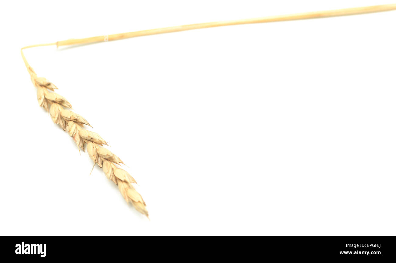 Weizen Stockfoto