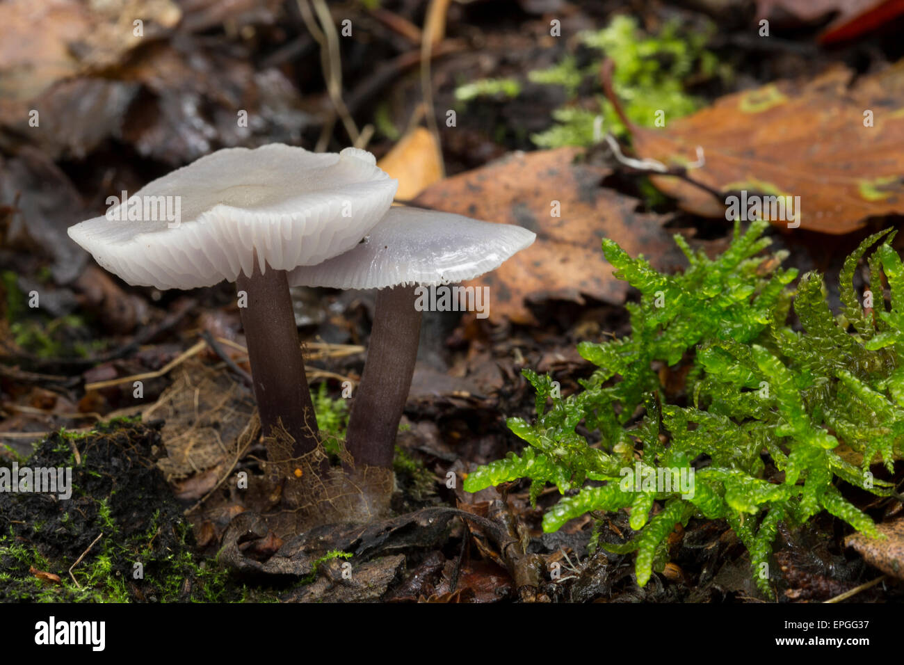 Lila Mütze, Gemeiner Rettich-Helmling, Lila Rettichhelmling, Helmling, Mycena Pura, Prunulus eigentlichen Stockfoto