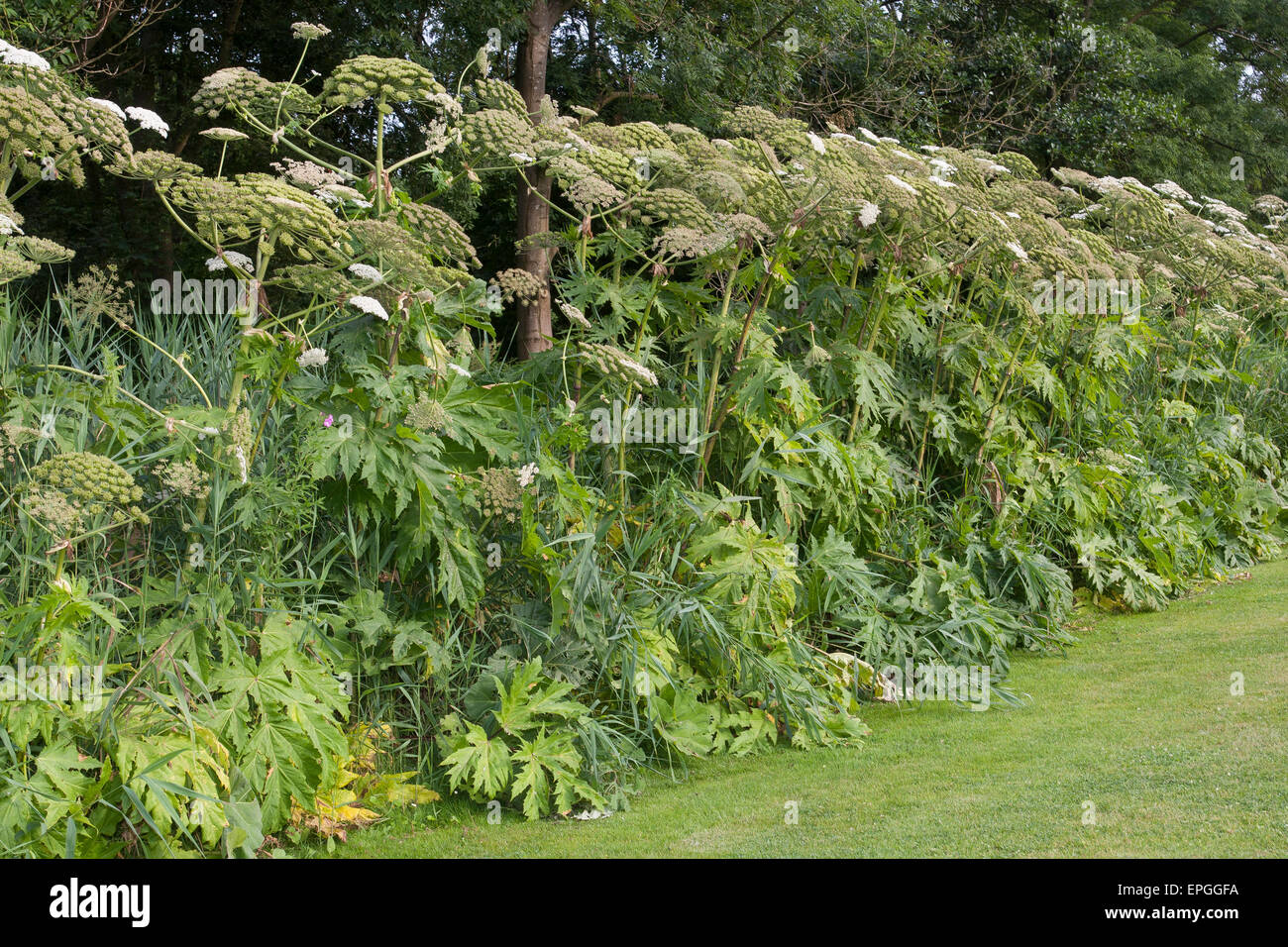 Bärenklau, riesige Kuh Pastinake, Riesen-Bärenklau, Riesenbärenklau, Herkulesstaude, Heracleum Mantegazzianum, H. Giganteum Stockfoto