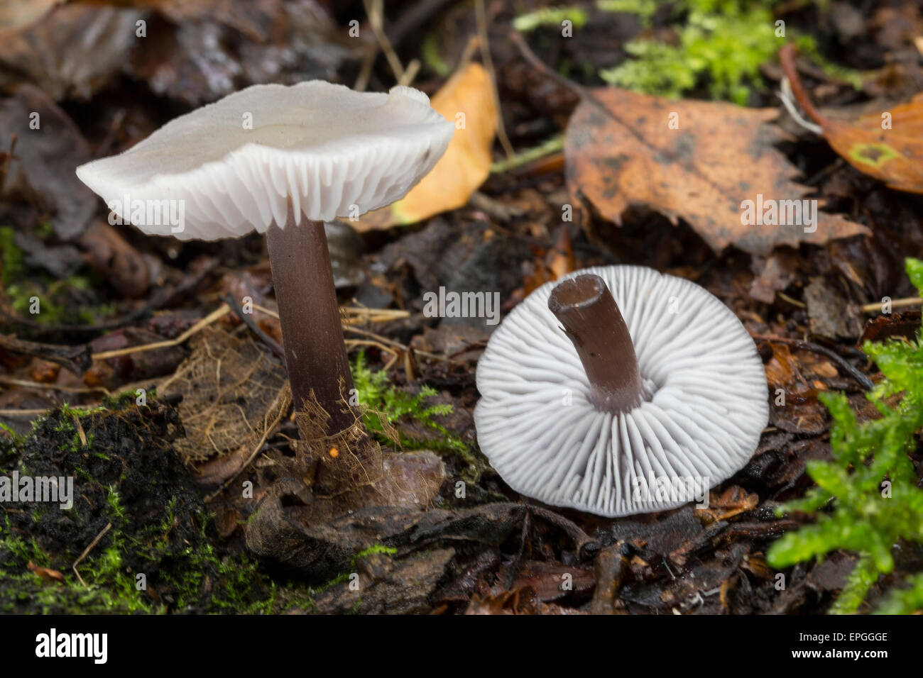 Lila Mütze, Gemeiner Rettich-Helmling, Lila Rettichhelmling, Helmling, Mycena Pura, Prunulus eigentlichen Stockfoto