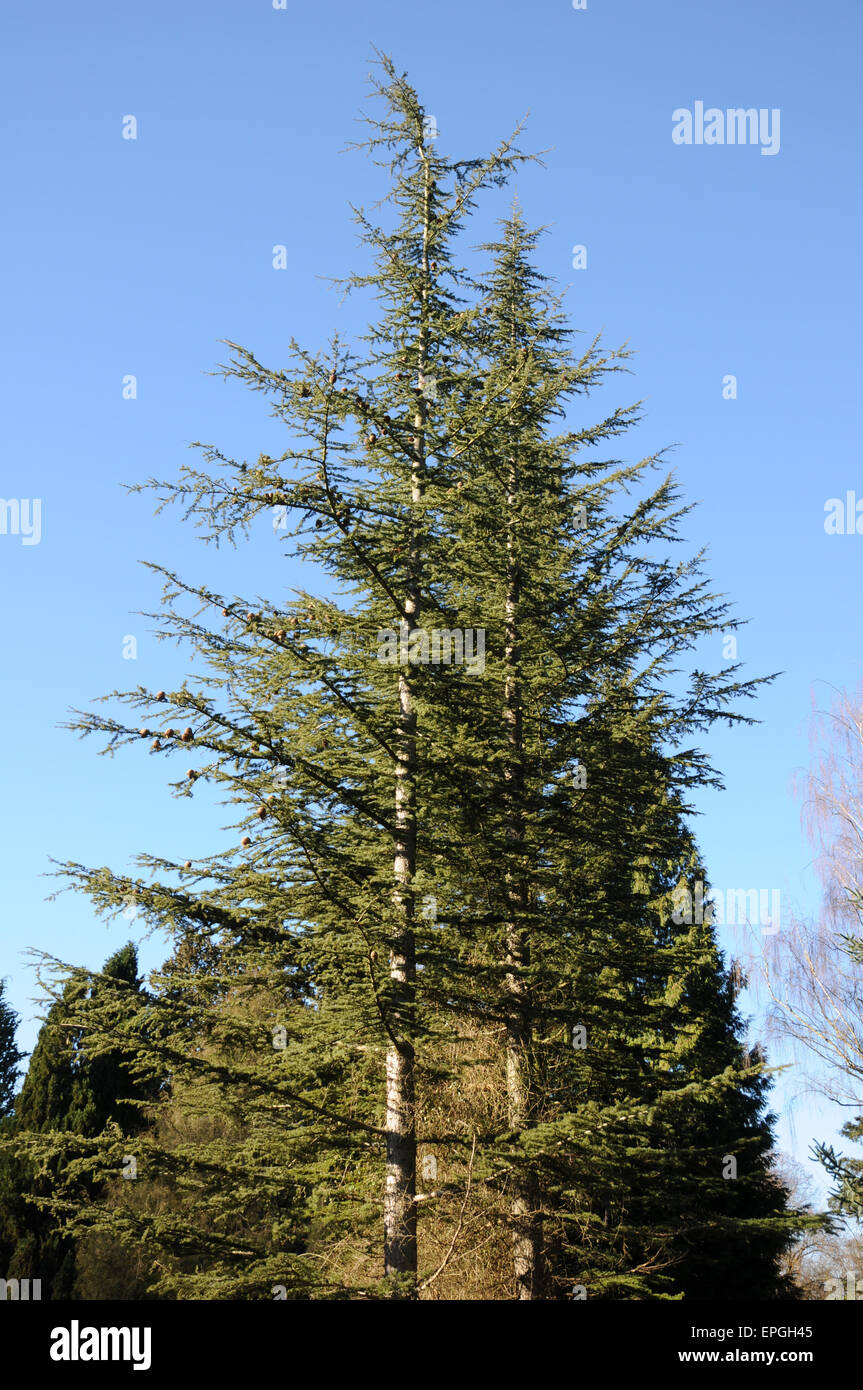 Libanon-Zeder Stockfoto