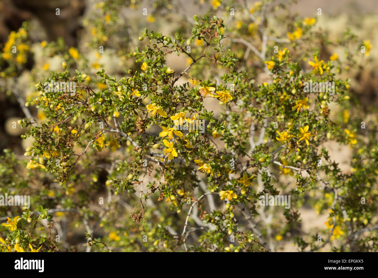 Ein Foto von einige gelbe Wildblumen im Joshua Tree National Park in Kalifornien. Larrea Tridentata wissenschaftlich genannt. Stockfoto