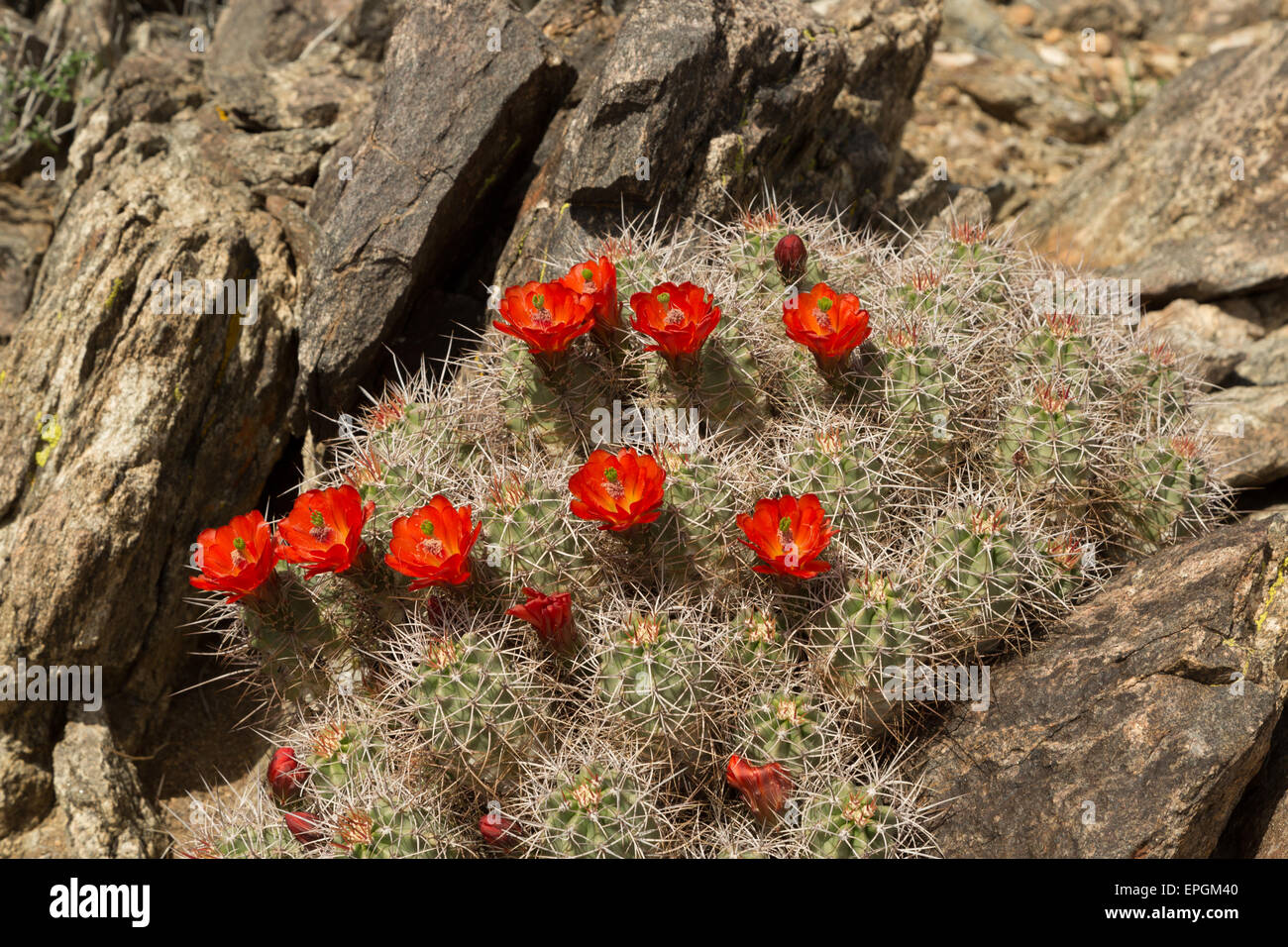 Ein Foto von einem Kaktus in Blüte mit roten Blumen im Joshua Tree National Park, in Kalifornien, USA. Stockfoto