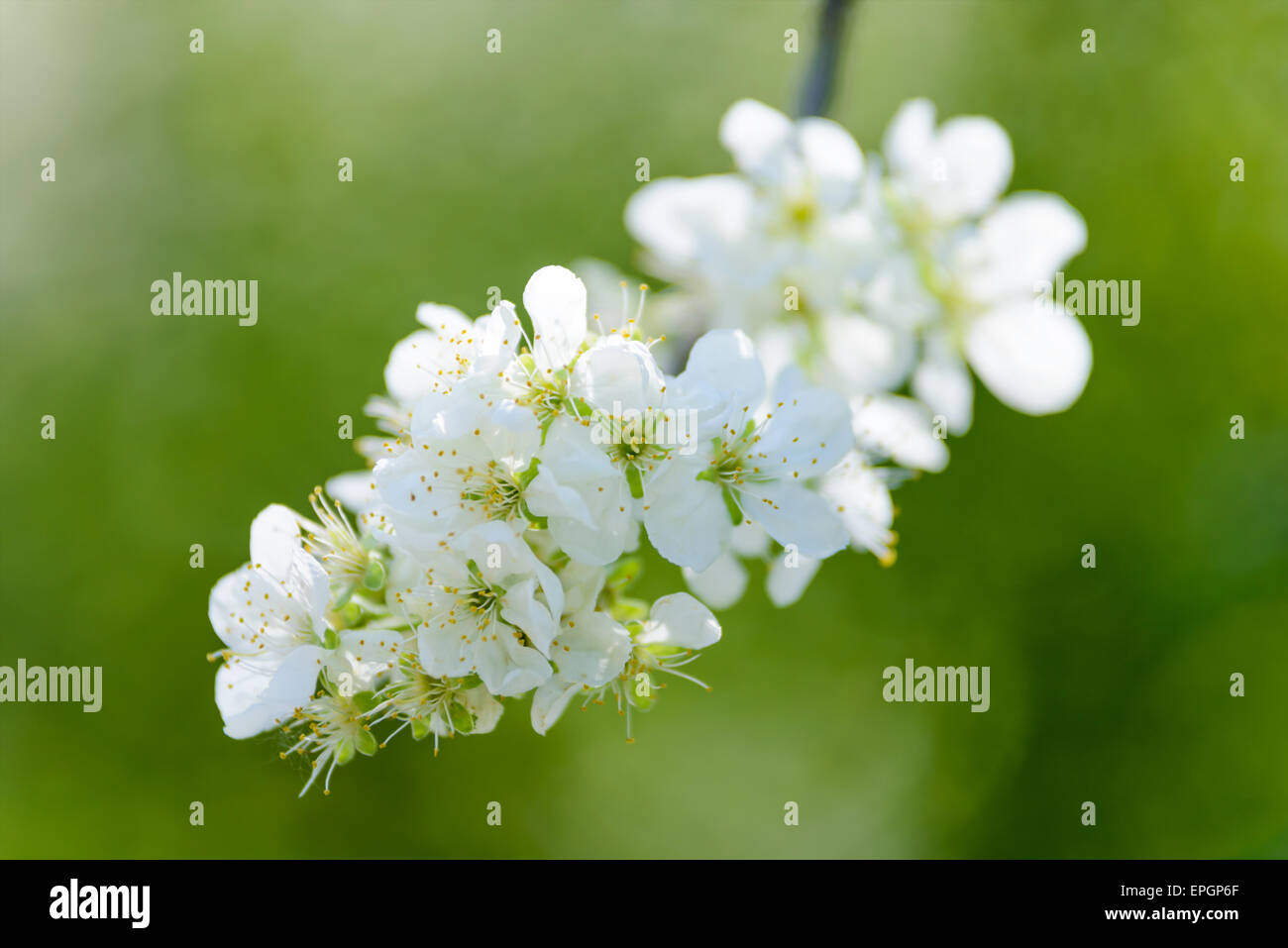 Blumen: Blühender Apfelbaum, close-up erschossen, grünen Hintergrund unscharf Stockfoto