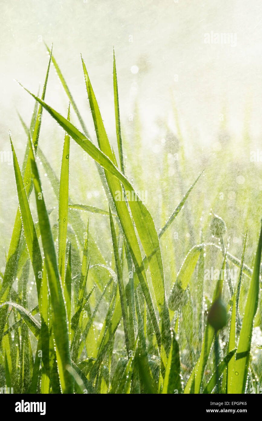 Blumen: grüne Rasengras unter Regen oder Sprinkler Tropfen, Sonnenlicht, Abstact natürlichen Hintergrund. Stockfoto