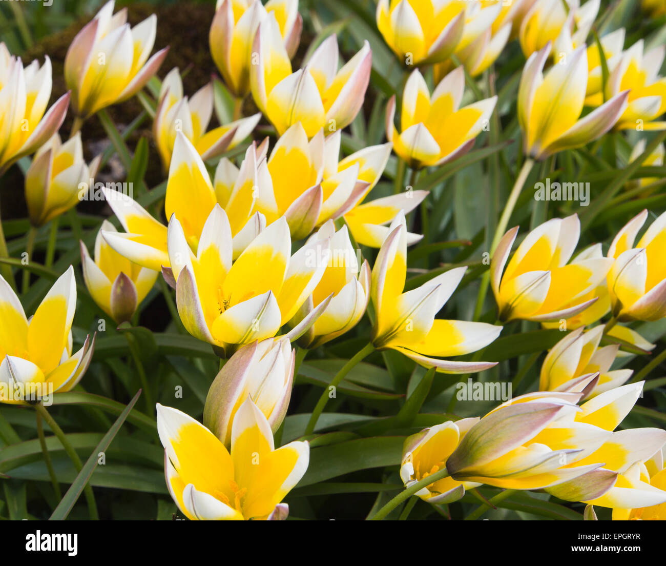 Tulipa Tarda oder späte Tulpe, gelb und weiß mit Spitzen Blütenblättern wächst bereitwillig im Botanischen Garten Universität, Oslo Norwegen Stockfoto