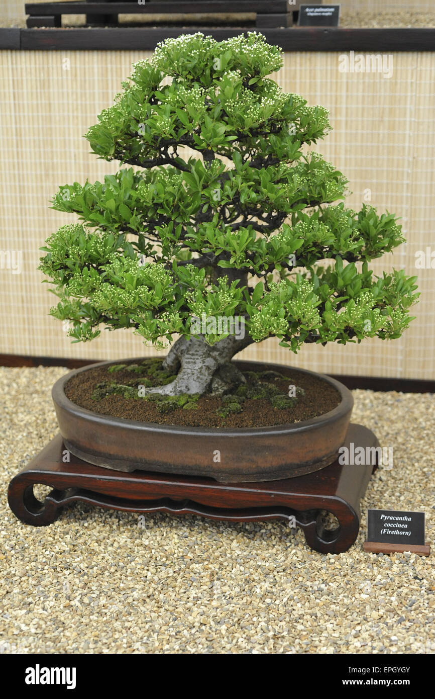 Feuerdorn bonsai -Fotos und -Bildmaterial in hoher Auflsung  Alamy