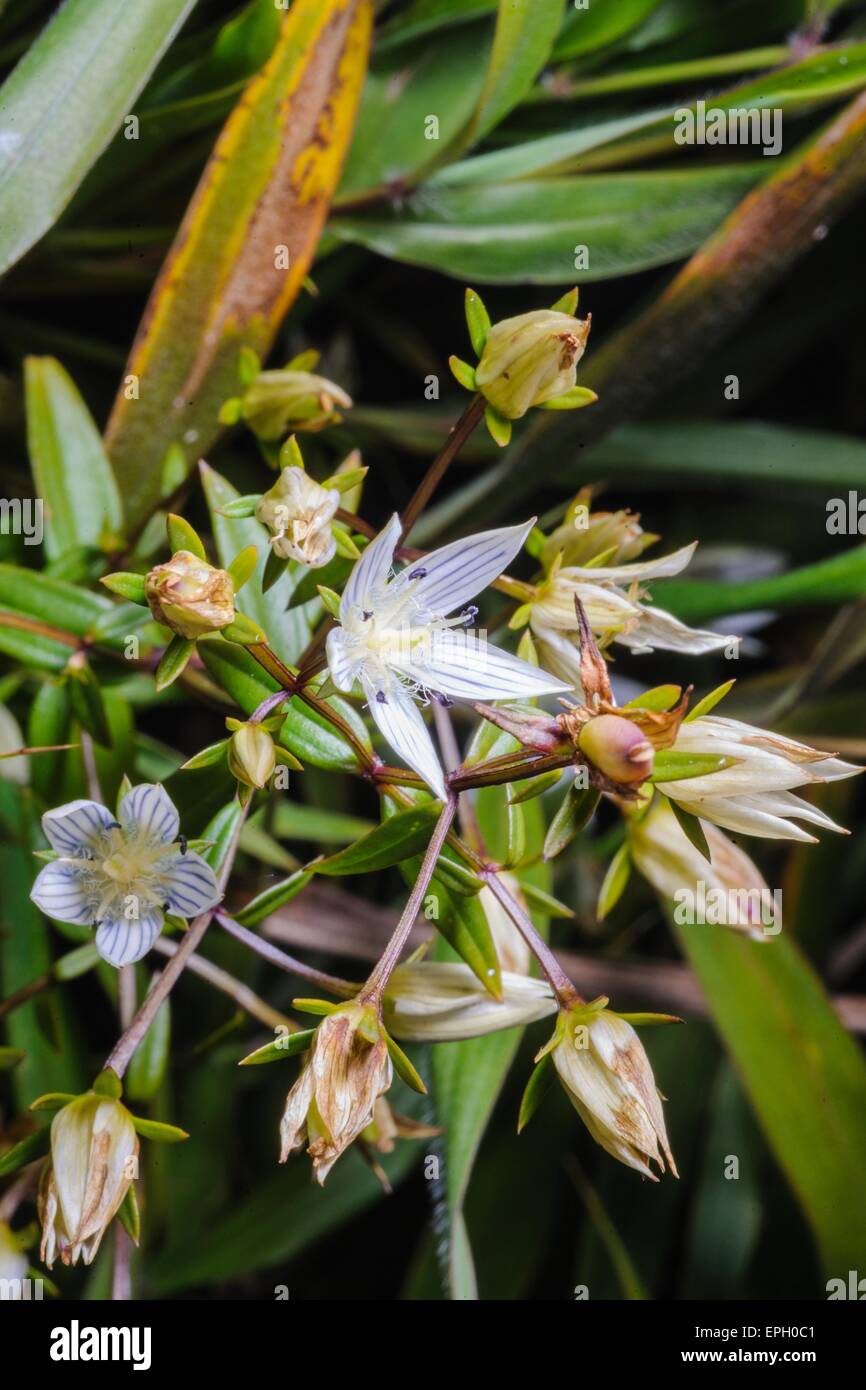Schöne Wildblumen, fand der wissenschaftliche Name "Swertia Angustifolia Ham.ex D.Don" in tropischen Regenwäldern Höhe von mehr als 5, Stockfoto