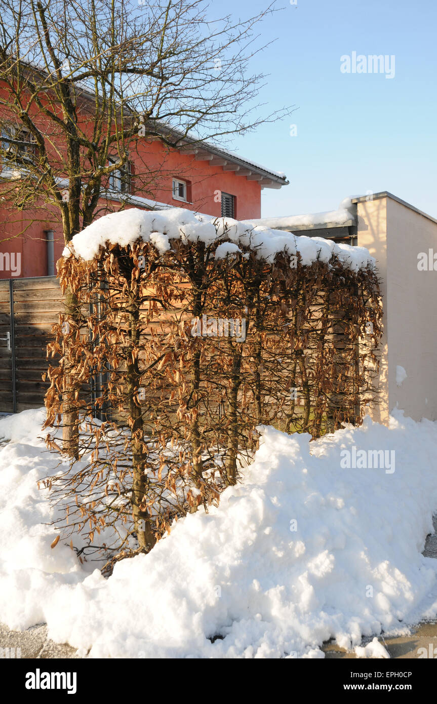 Hainbuche hecke Fotos und Bildmaterial in hoher Auflösung Alamy
