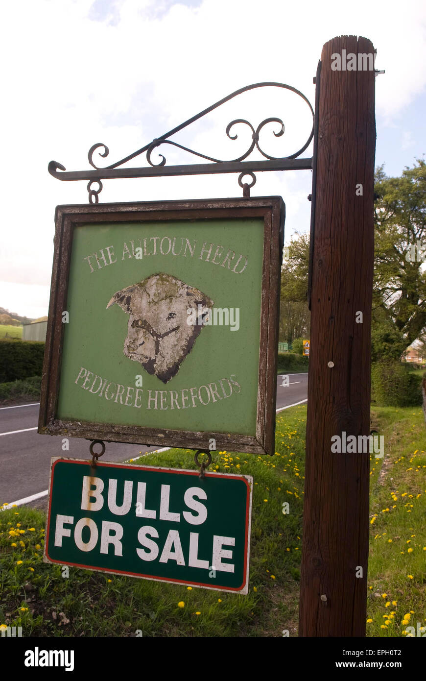 Bulls For Sale Schild, Hampshire, UK. Stockfoto