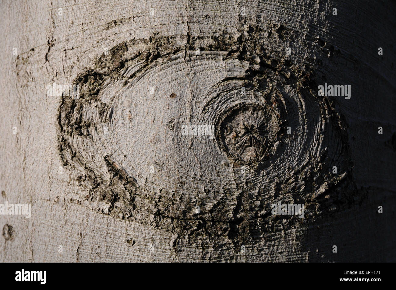 Callus tree -Fotos und -Bildmaterial in hoher Auflösung – Alamy