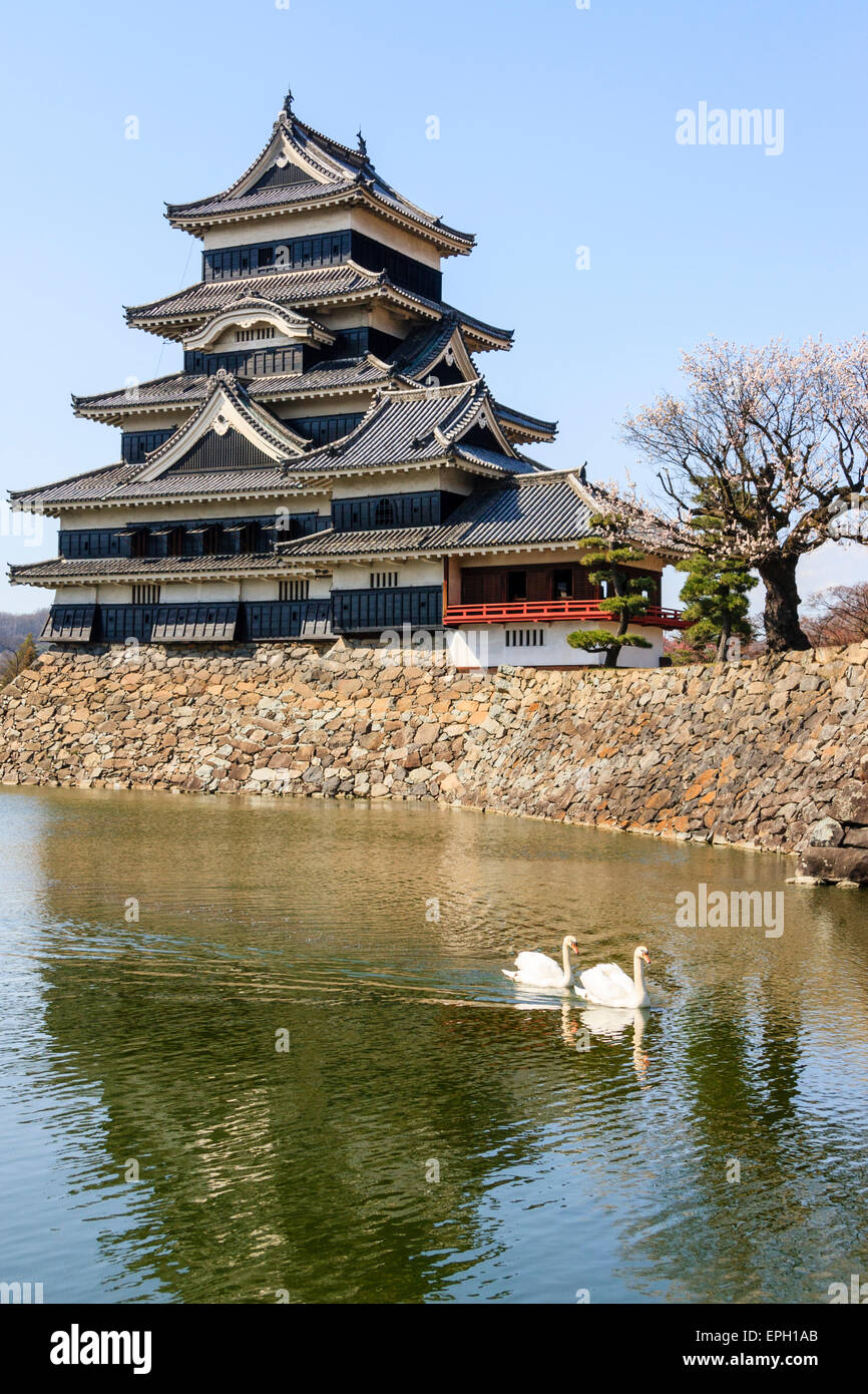Das japanische Schloss bei Masturmoto in weißem Gips mit schwarzen Wettertafeln, von der anderen Seite des Grabens gegen einen blauen Himmel. Zwei Schwäne schwimmen vorbei. Stockfoto