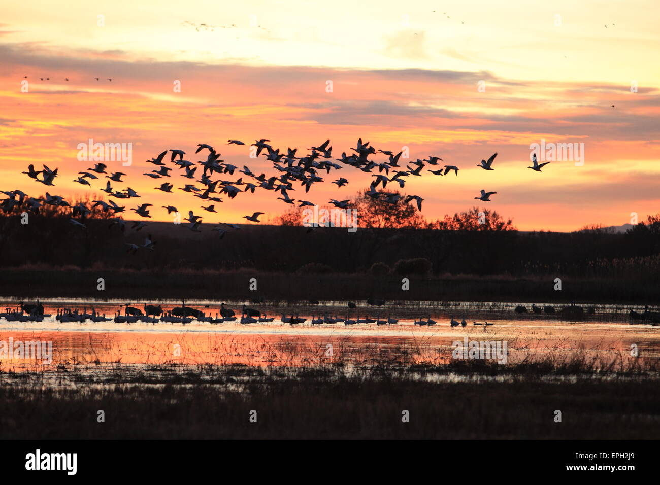 Schneegänse bei Sonnenaufgang Stockfoto