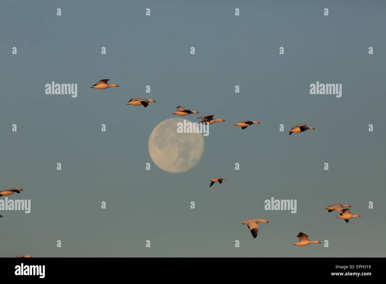 Schneegänse fliegen vor Vollmond Stockfoto