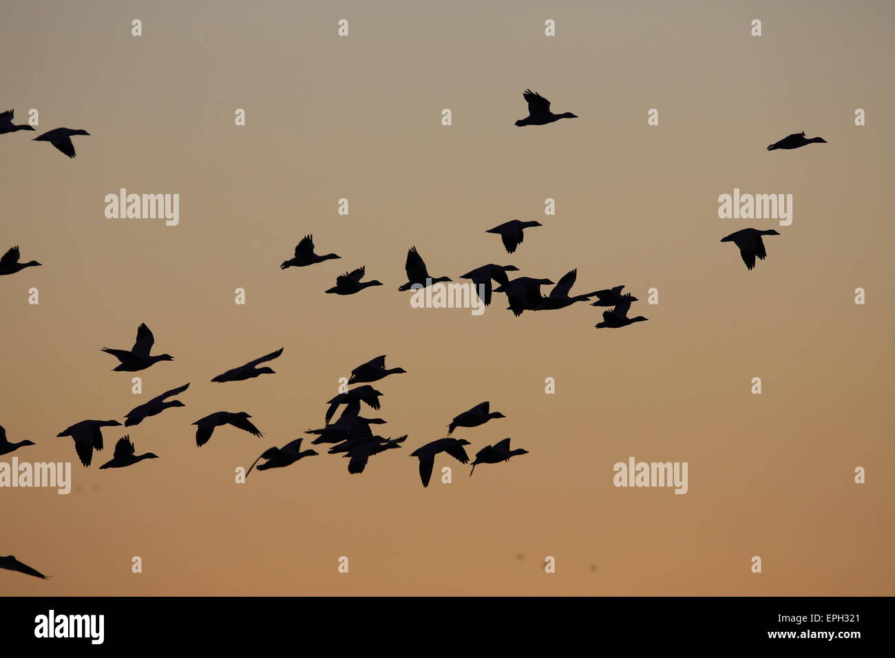 Schneegänse Bosque del Apache Stockfoto