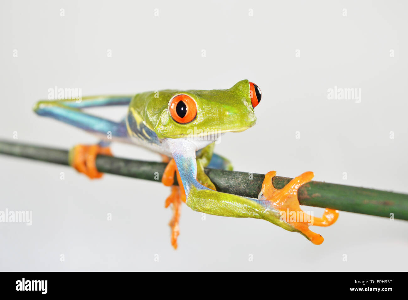 Rote-Augen-frog(agalychnis callidryas) Stockfoto