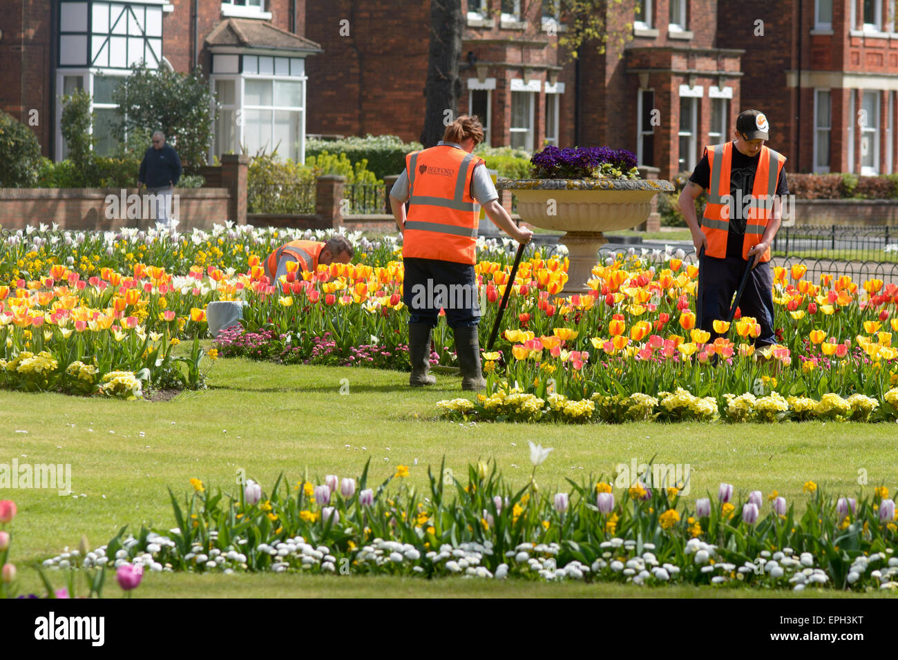Lokale Regierung beschäftigt Gärtner tendenziell öffentliche Blumengärten in Bedford, Bedfordshire, England Stockfoto