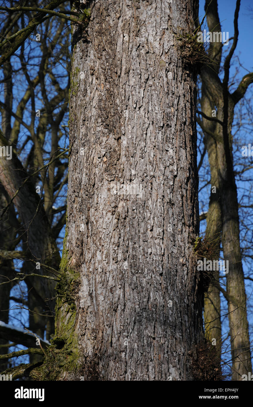 Berg-Ulme Stockfoto