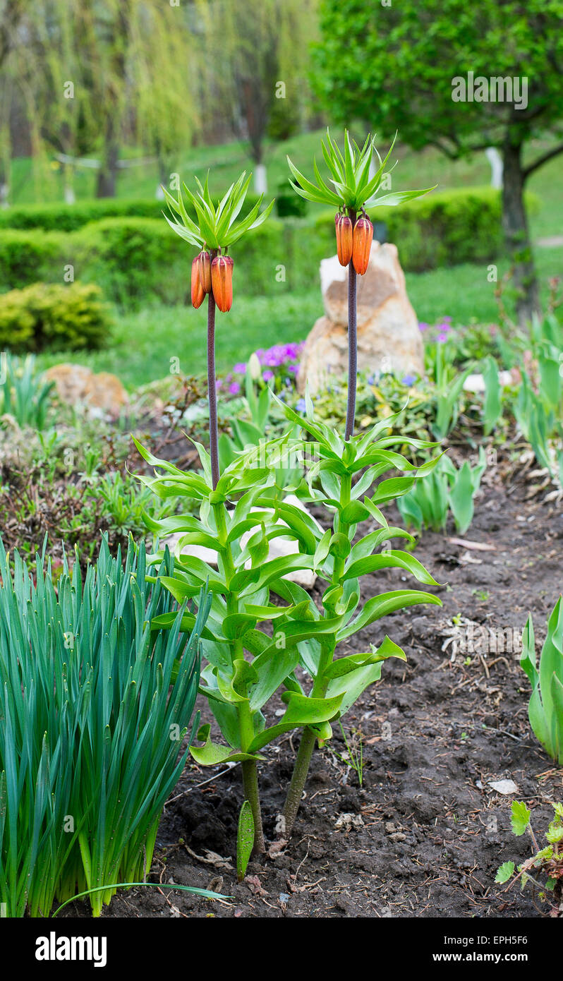 Liegewiese mit Lilie blüht im Frühlingsgarten Stockfoto