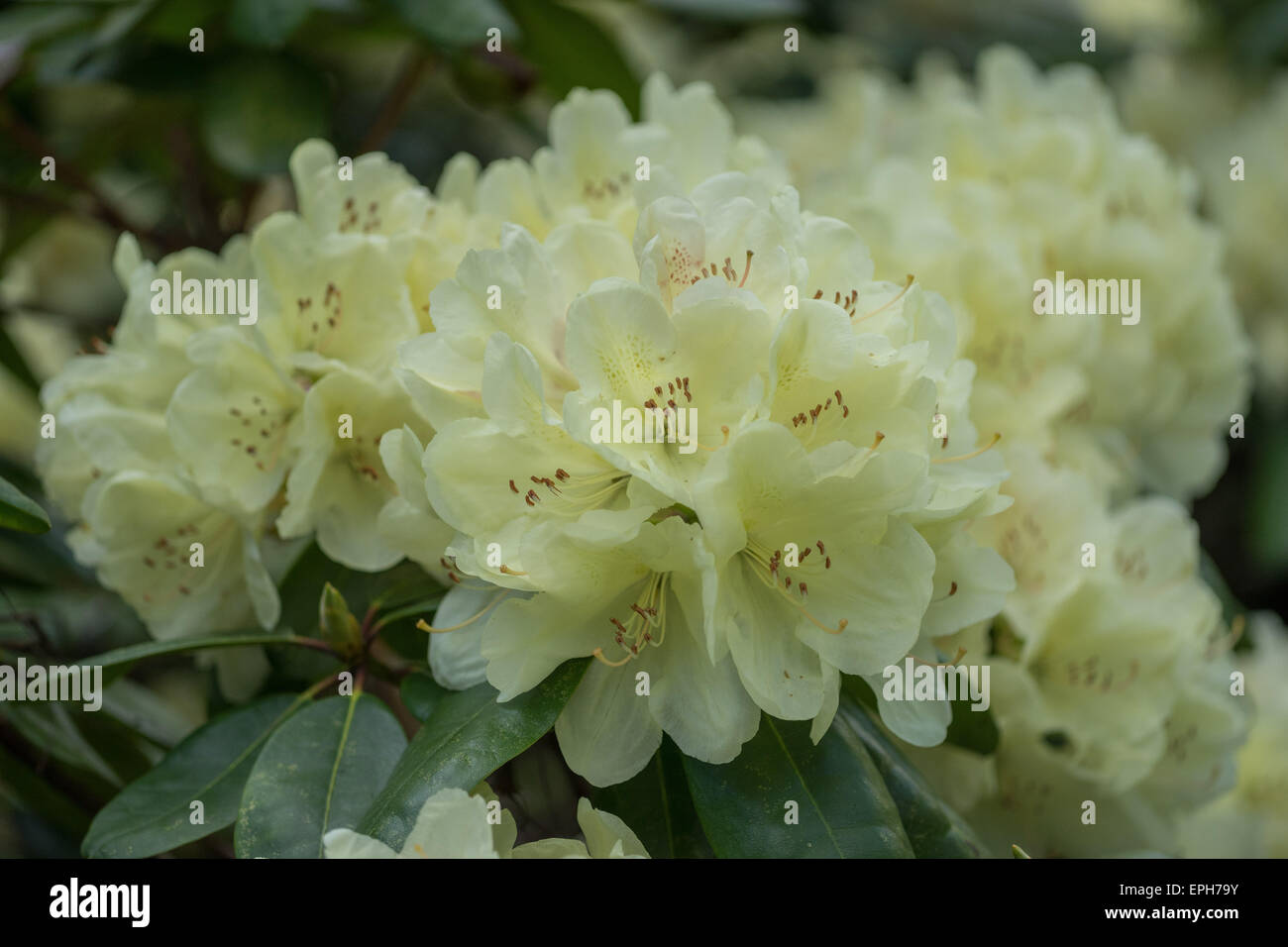 Rhododendron Ehrengold blass gelben reichen Blüten Stockfoto