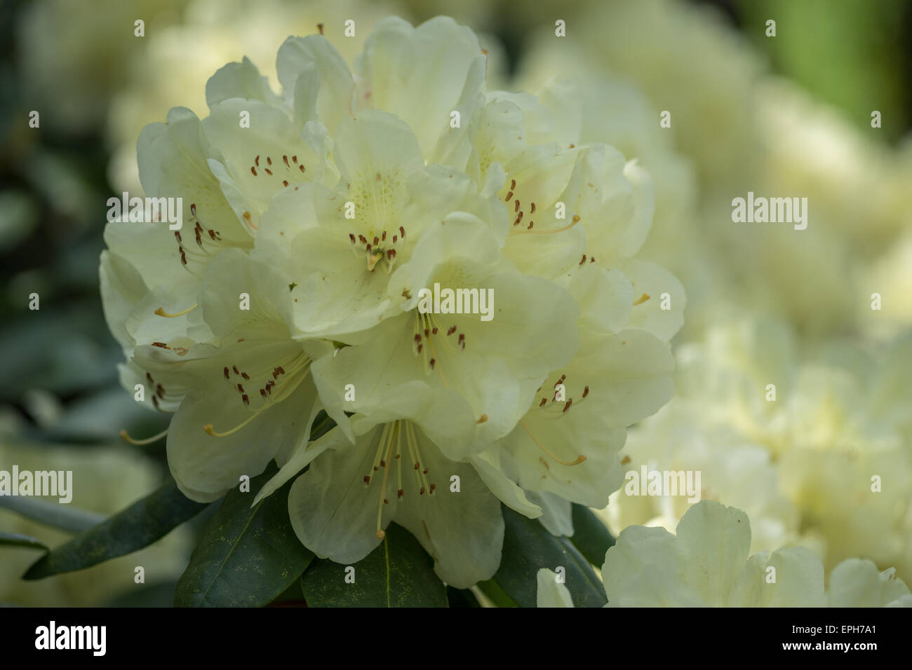 Rhododendron Ehrengold blass gelben reichen Blüten Stockfoto