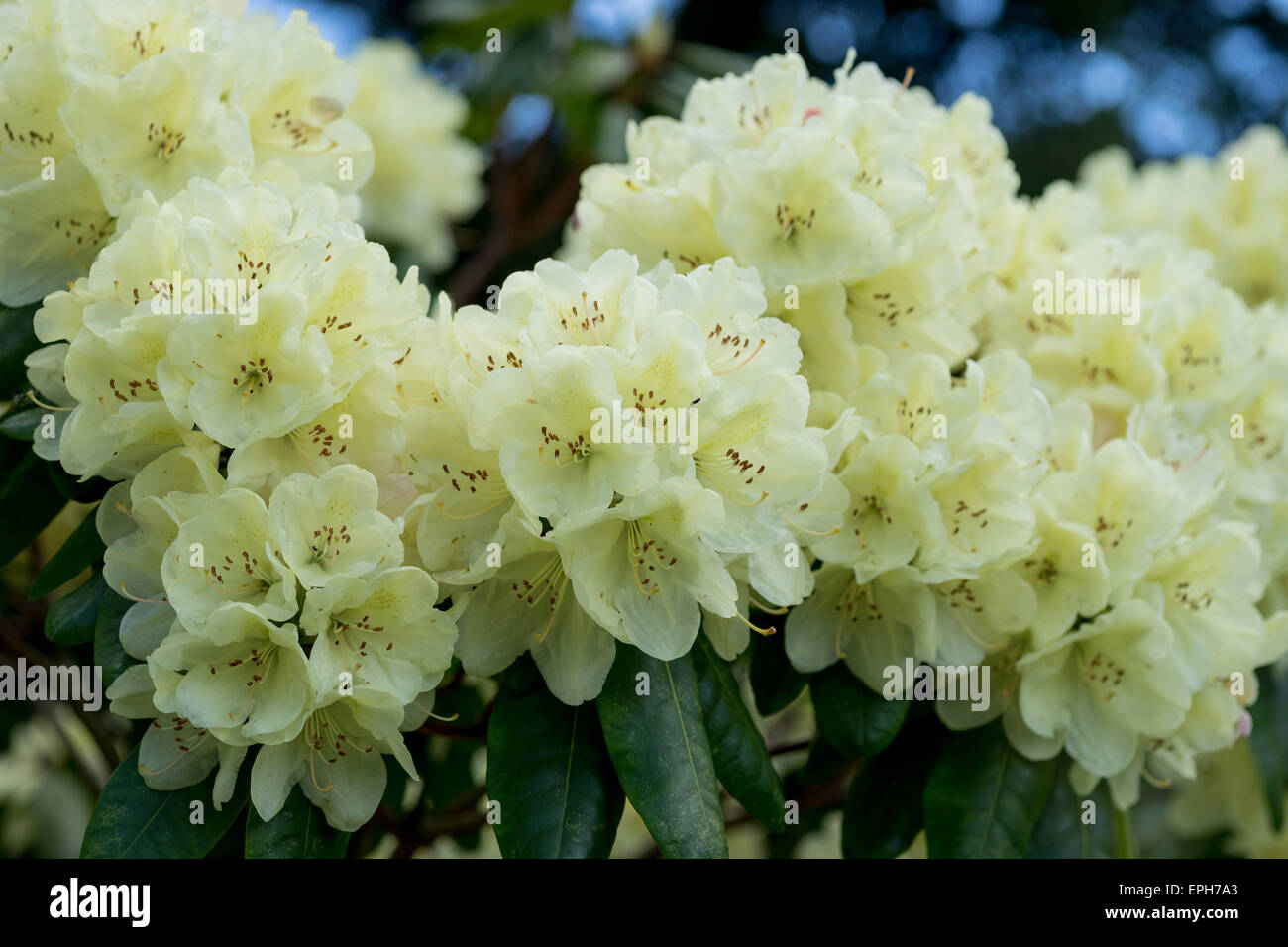 Rhododendron Ehrengold blass gelben reichen Blüten Stockfoto
