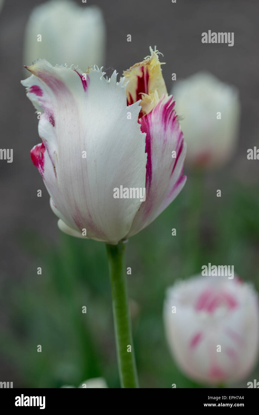 Weiß rote gestreifte Tulpen hautnah Stockfoto