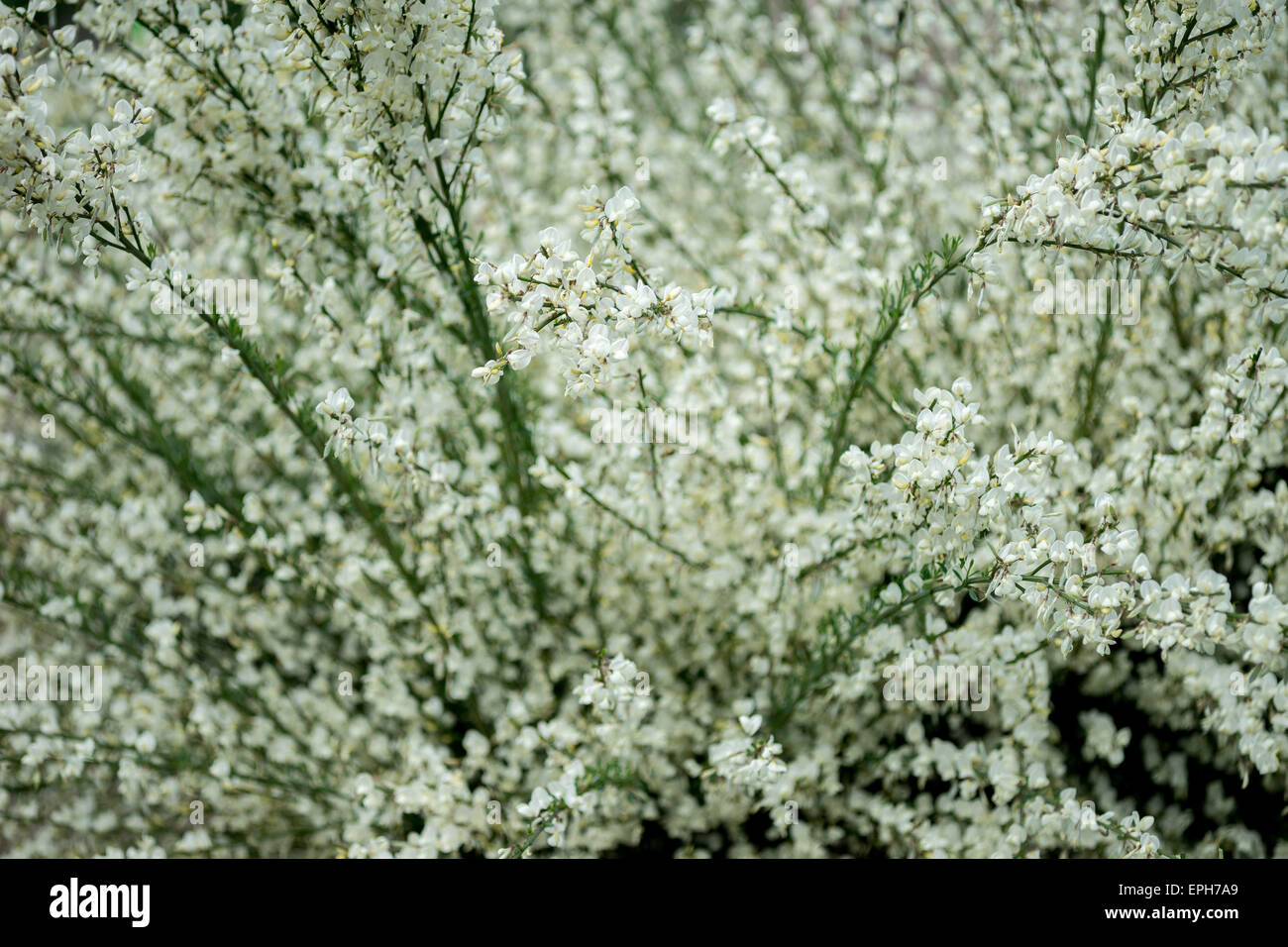 Warminster Besen weiße Blüte Cytisus Praecox Alba Stockfoto