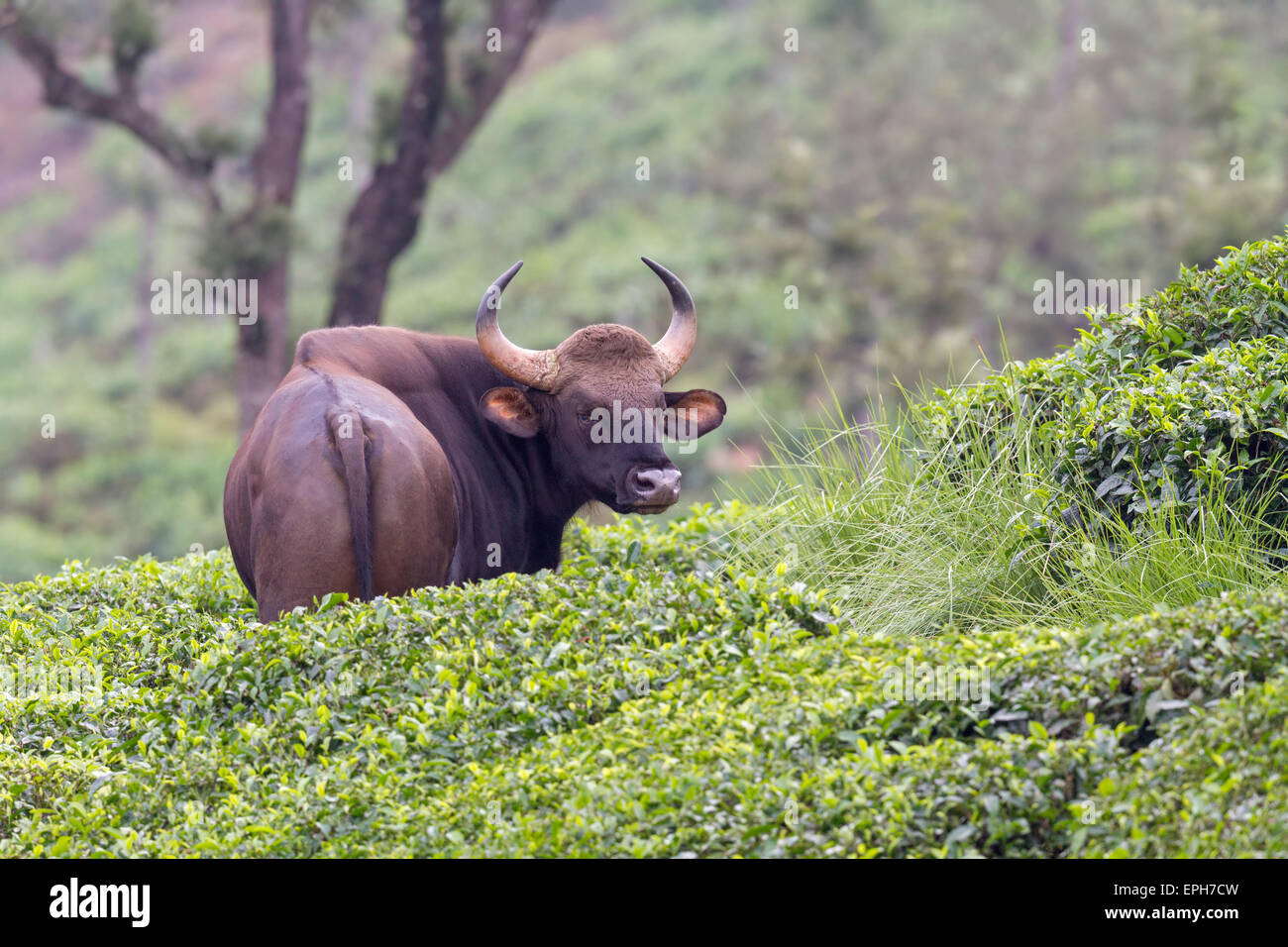 Indische Bison oder Gaur oder Bos Gaurus bei einem Teegarten in Annamalai Hügel, Valparai, Tamilnadu. Stockfoto