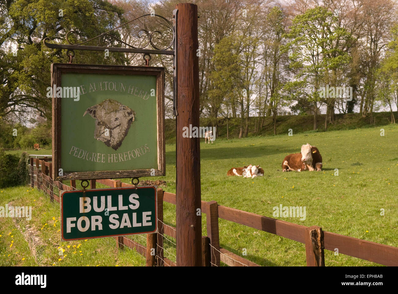 Bullen in einem Feld und Bulls For Sale Zeichen, Hampshire, UK. Stockfoto