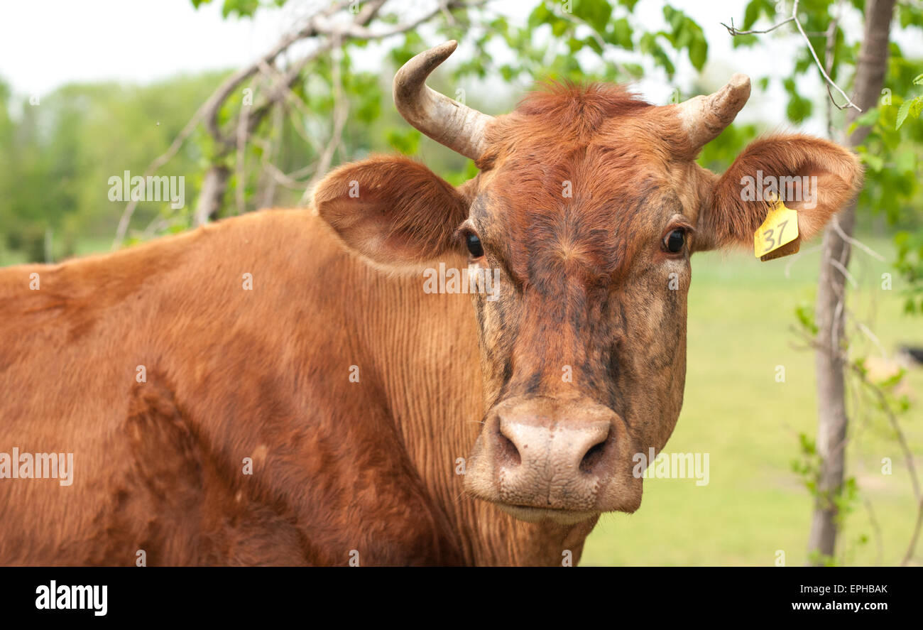 Eine braune Kuh mit einem gebrochenen Horn. Stockfoto