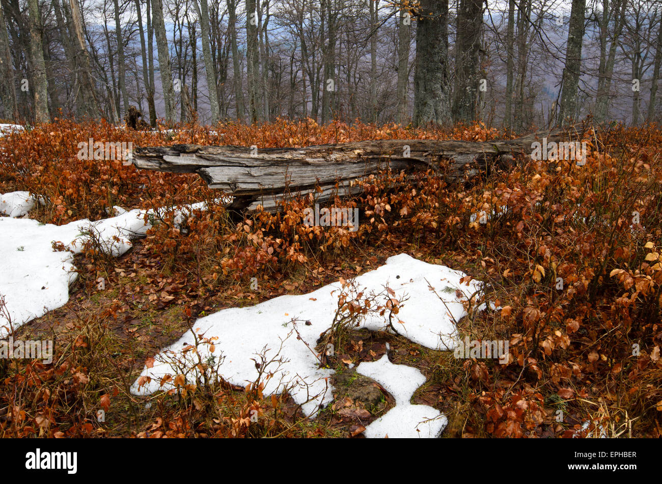 Stürmische Berge Wald mit schneebedeckten Gipfeln auf Distanz Stockfoto