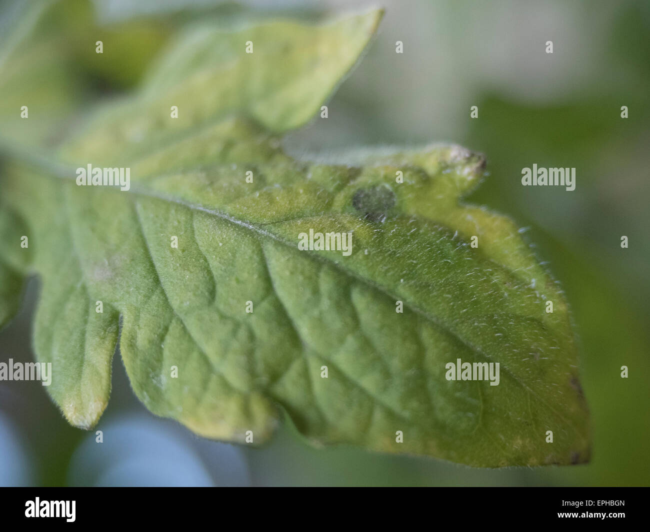 Tomaten Pflanze Blatt Stockfoto