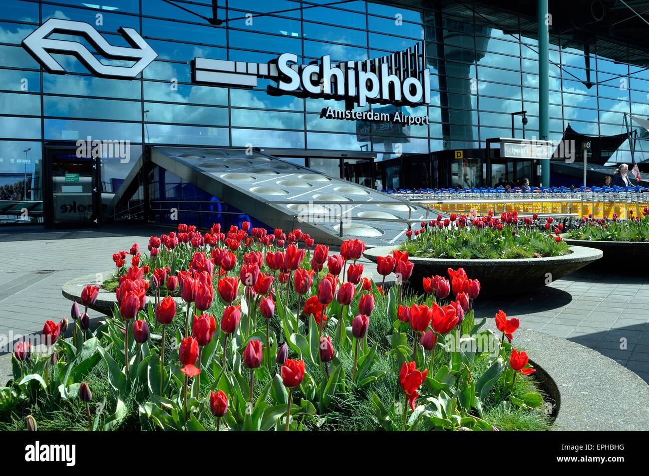 Tulpen vor dem Eingang zum Flughafen Schiphol, Amsterdam Stockfoto