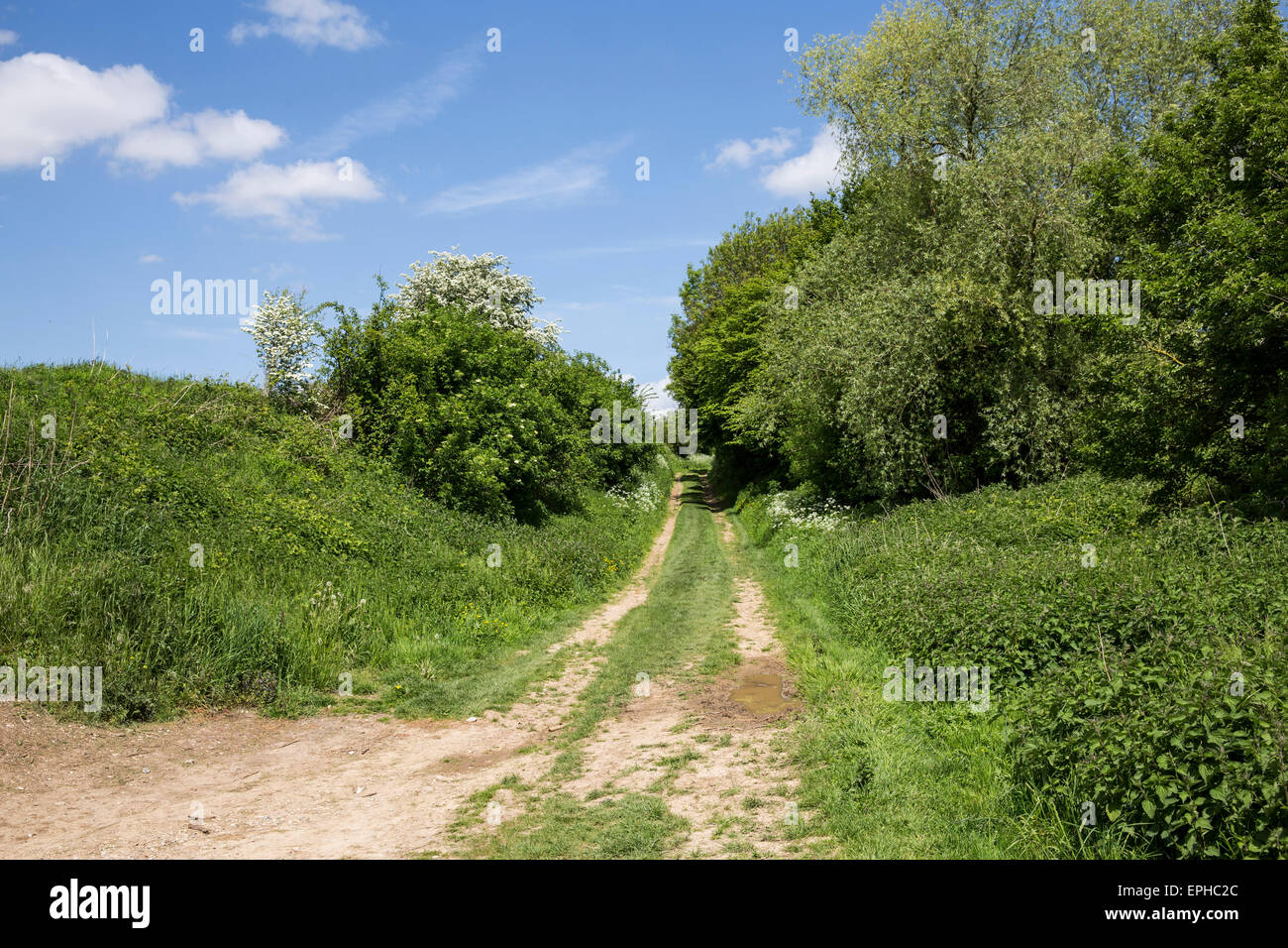 "Versunkene Lane" an der Somme bei Beaumont-Hamel aus dem 1. Lancashire Fusiliers am ersten Tag der Schlacht angegriffen Stockfoto