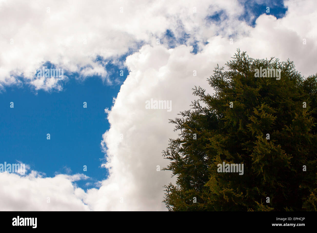 Grüner Baum gegen ein bewölkter Himmel am sonnigen Sping Tag Stockfoto