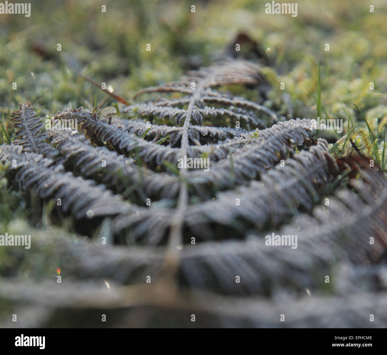 Mattierte Farn unter Rasen Stockfoto